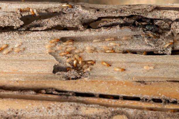 Best Mosquito Control Services  in Millbrae, CA